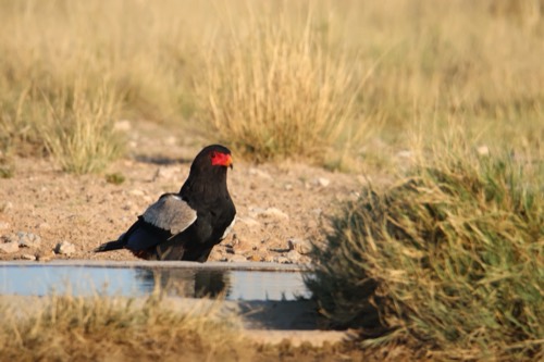 A Bateleur in the Kalahari