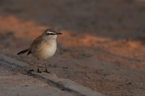 A Kalahari Scrub-Robin