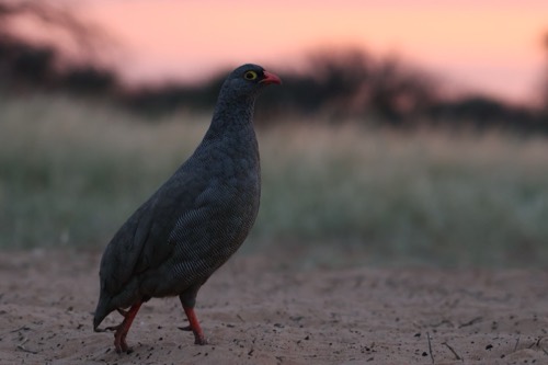 A Red-billed Spurfowl Walk