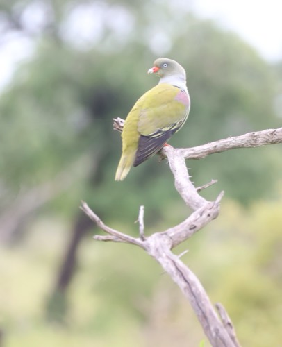African Green Pigeon