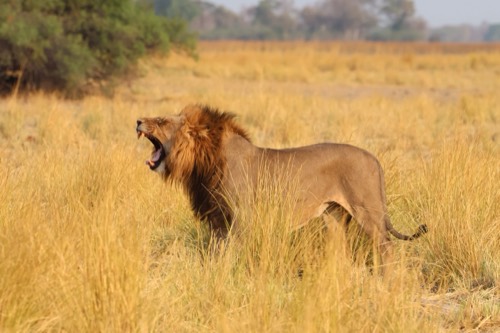 African Lion Roaring