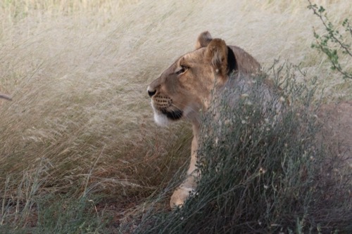 African Lioness Portrait in the Kalahari
