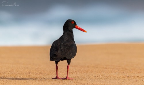 African Oystercatcher