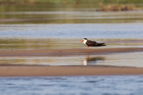 African Skimmer in Water Layers