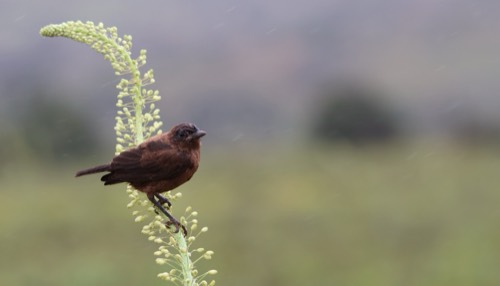 Anteating Chat on a Pipe Cleaner
