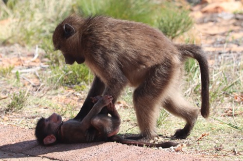 Baboons Playful Love