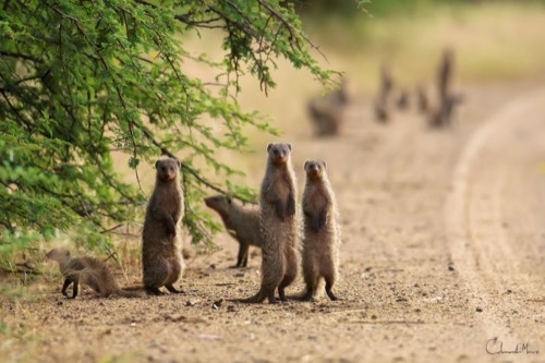 Band of Banded Mongoose
