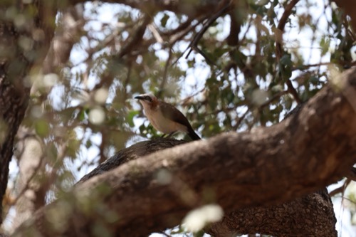 Bare-cheeked Babbler