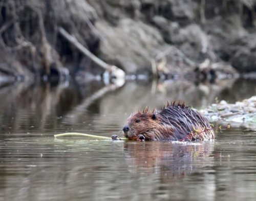Beaver
