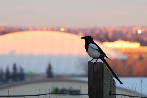 Black-billed Magpie with MNP Centre behind