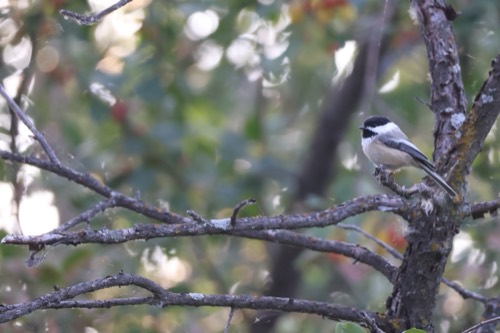 Black-capped Chickadee