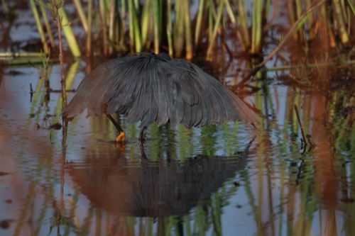 Black Heron Umbrella