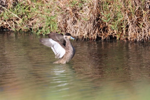 Blue-billed Teal