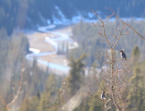 Bohemian Waxwings