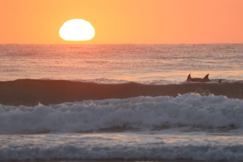 Bottlenose Dolphins in Sync with the Sunrise