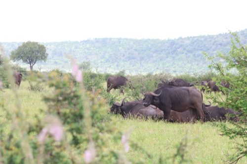 Cape Buffalo