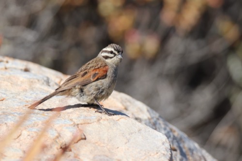 Cape Bunting