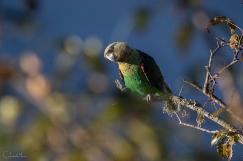 Cape Parrot in the Amatole Mountains
