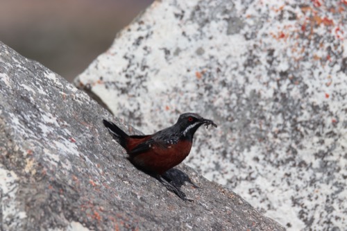 Cape Rockjumper