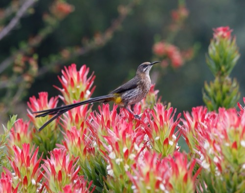 Cape Sugarbird