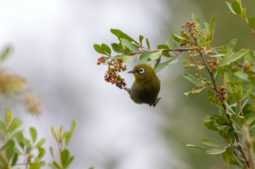 Cape White-eye