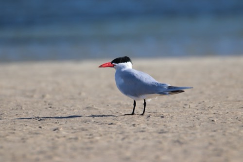 Caspian Tern