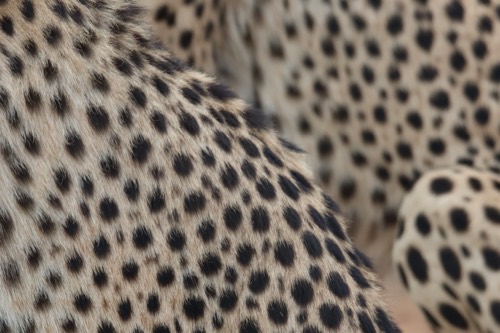 Cheetah Spots