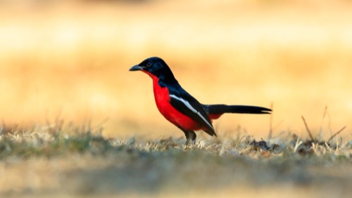 Crimson-breasted Shrike