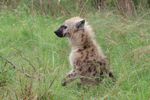 Cute Young Spotted Hyena
