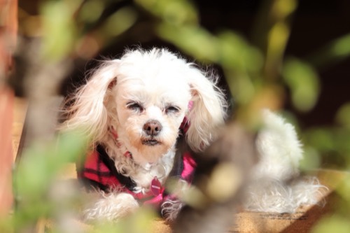 Delilah through the trees Maltese Poodle