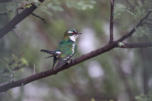 Diederik Cuckoo