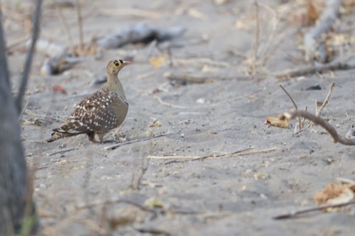 Double-banded Sandgrouse