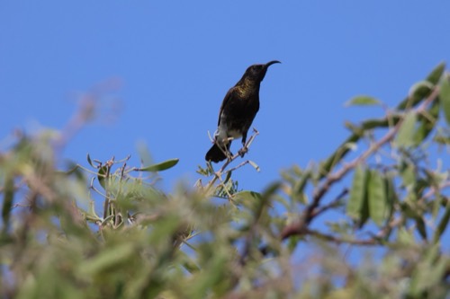 Dusky Sunbird