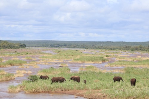 Elephants in the Olifants