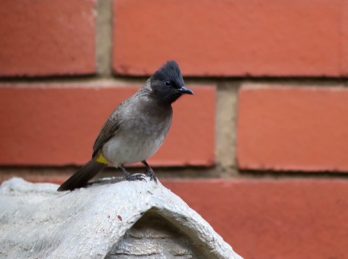 Facebrick and Dark-capped Bulbul
