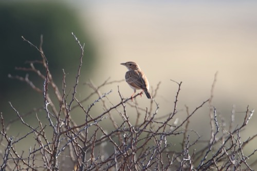 Fawn-colored Lark in the Kalahari