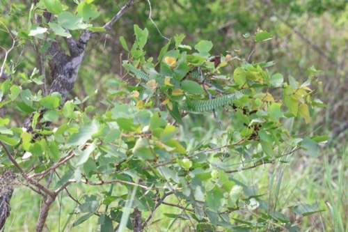 Female Boomslang
