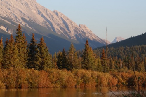 Find the Bald Eagle in Fall