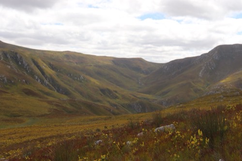 Golden Fynbos Mountainscape with Restios