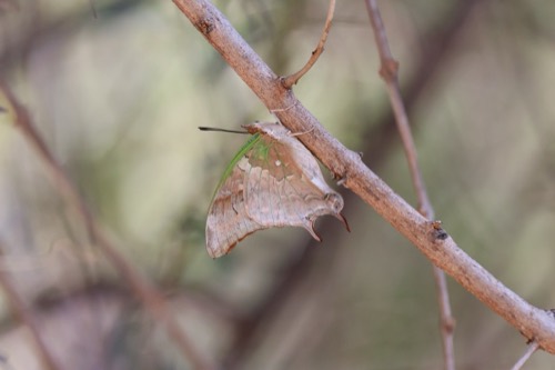 Green-veined Charaxes Butterfly
