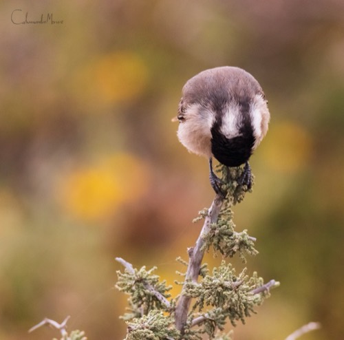 Grey Tit Bow
