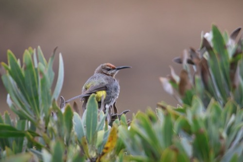 Gurney's Sugarbird