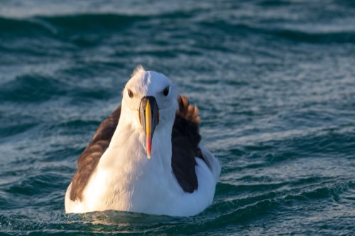 Indian Yellownosed Albatross
