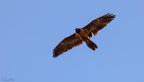 Lammergeyer or Bearded Vulture