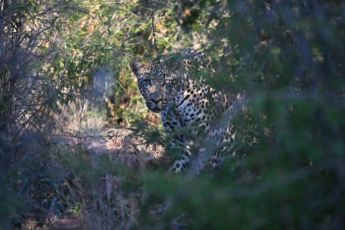 Leopard acting shy