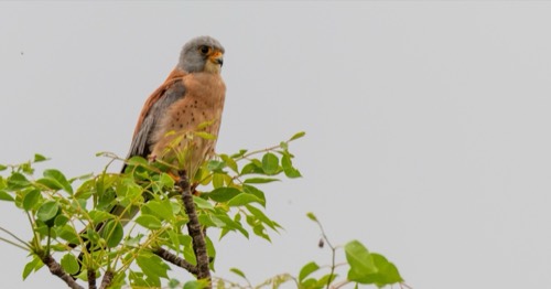 Lesser Kestrel