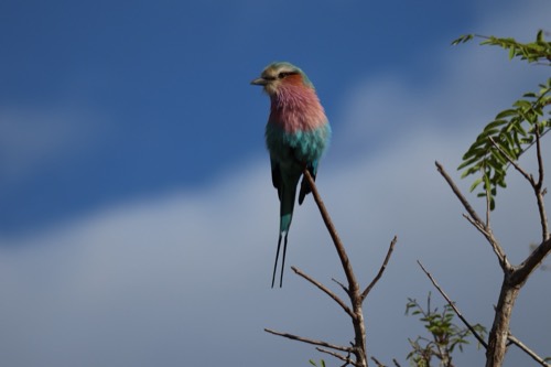 Lilac-breasted Roller