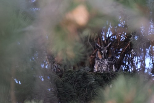 Long-eared Owl Hiding