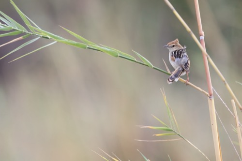 Luapula Cisticola