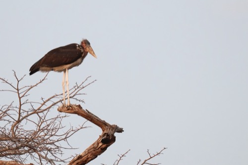 Marabou Stork